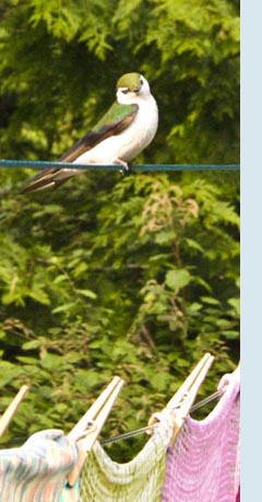 Photo of swallow on clothes line.